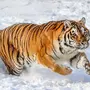 Тигр Зимой
