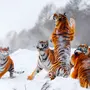 Скачать тигрицы