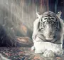Тигр 3d