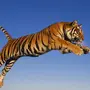 Тигр 3D