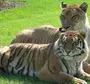 Лев и тигр в хорошем качестве