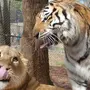 Лев И Тигр В Хорошем Качестве