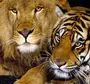 Лев И Тигр В Хорошем Качестве