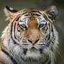 Тигр В Хорошем Качестве Морда