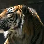 Тигр в хорошем качестве морда