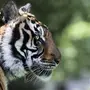 Тигр В Хорошем Качестве Морда