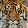 Тигр в хорошем качестве морда
