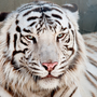 Белые тигры с голубыми глазами