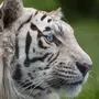 Белые Тигры С Голубыми Глазами