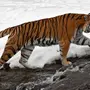 Амурский Тигр