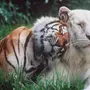 Львы И Тигры