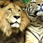 Львы и тигры