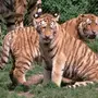 Львы и тигры