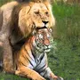 Львы И Тигры