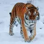 Амурский Тигр Картинки