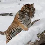 Амурский Тигр Картинки