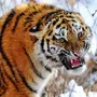 Амурский тигр картинки
