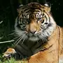 Уссурийский тигр картинки