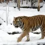 Уссурийский Тигр