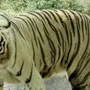Толстый тигр