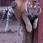 Толстый тигр