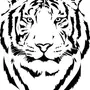 Тигр Черно Белый Рисунок