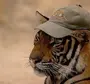 Смешные тигры