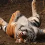 Смешные Тигры
