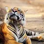 Смешные тигры