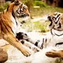 Картинка На Заставку Тигр
