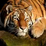 Картинка На Заставку Тигр