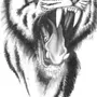 Тигр С Открытой Пастью Рисунок