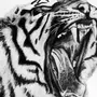 Тигр С Открытой Пастью Рисунок