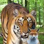 Лиса и тигр картинки вместе