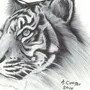 Тигр В Профиль Рисунок