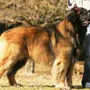 Фотография самой большой собаки в мире