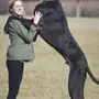Фотография самой большой собаки в мире