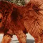Фотография Самой Большой Собаки В Мире