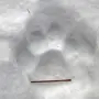 Следы тигра на снегу