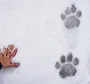 Следы Тигра На Снегу