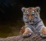 Тигра на обои