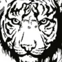 Рисунок для выжигания тигр