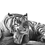 Тигр Рисунок