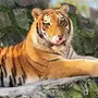 Виды Тигров С Названиями