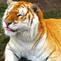 Виды Тигров С Названиями