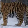 Виды тигров с названиями
