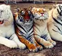 Виды тигров с названиями