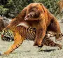 Лев и тигр сравнение