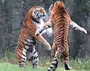 Лев И Тигр Сравнение
