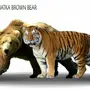 Лев и тигр сравнение